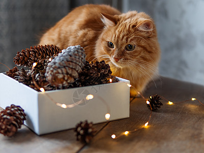 可爱的姜猫坐在木板桌边 旁边有松果和灯泡 扫描风格 圣诞节和新年庆祝活动的准备桌子房间宠物拥抱乡村猫咪哺乳动物动物暗键背景图片