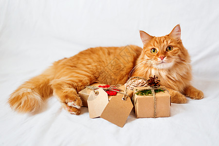 金吉儿猫躺在床上 带着一大堆圣诞礼物 礼物包裹在手工纸里 还有空白的标签来写短信呢床单宠物新年哺乳动物展示钩针松果胡须情感白色图片