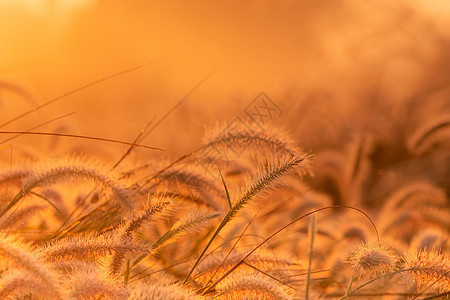 草花在日出的早晨与金色的阳光 佛罗里达州植物热带太阳荒野橙子农村天空环境金子草地图片
