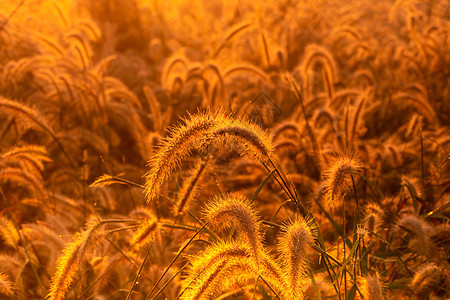 草花在日出的早晨与金色的阳光 佛罗里达州植物群农场艺术金子草地环境荒野热带季节生长图片