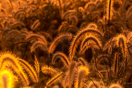 草花在日出的早晨与金色的阳光 佛罗里达州植物群草地环境热带生长橙子农村金子艺术荒野图片