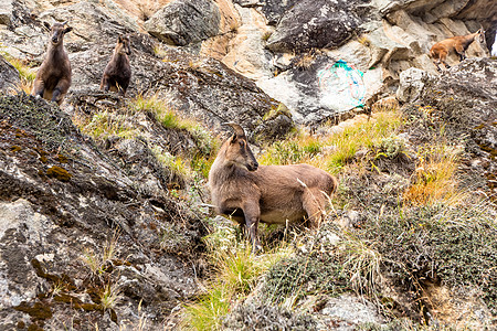 珠穆朗玛峰迷航 基地营地 尼泊尔旅行动机首脑昆布旗帜指导远足山羊运动假期图片