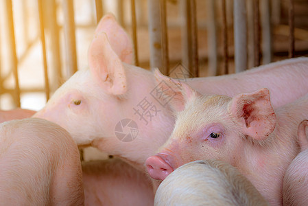 农场里的小猪小猪 小粉红小猪 非洲猪热和S食物谷仓婴儿动物生产发烧母猪流感熏肉孩子图片