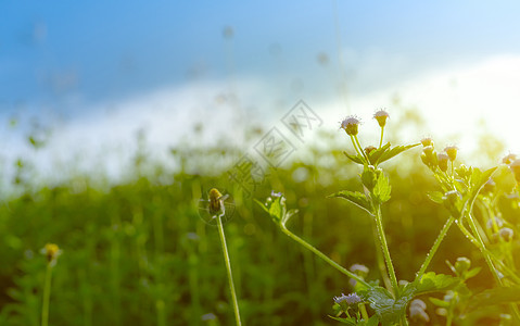 花园里有紫花朵 晨光在树枝中照亮土地叶子植物农业季节杂草农村生活天空草地图片