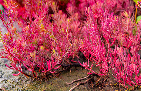 酸性土壤丁二烯酸硫酸盐盐度紫色季节植物群地衣海事叶子阳光红树花园背景图片