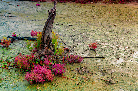 酸性土壤丁二烯酸硫酸盐公园植物花园海豹红树林阳光环境草药季节灌木图片