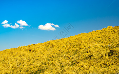 有蓝天空背景的农场黄草 草地和b图片