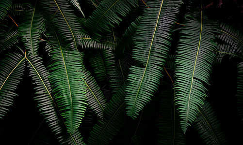 蕨叶在丛林中的深色背景上 浓墨绿色铁树叶荒野叶子环境森林公园季节墙纸植物学植物群图片