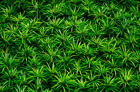 绿色叶子纹理背景特写镜头 绿叶与 b树叶草地环境森林荒野热带植物学墙纸植物群生长图片