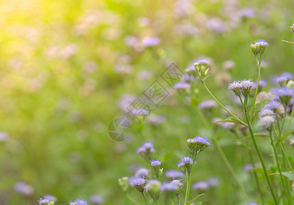 花园里紫色草花的美丽田野 背景图片