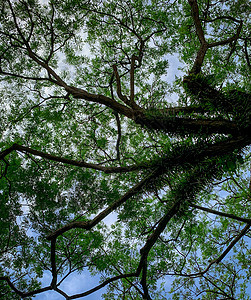绿树和树枝的底视图与明亮的蓝天图片