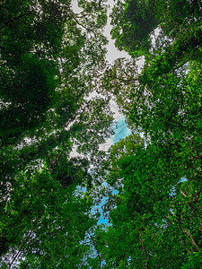 热带森林中带亮蓝色Sk的绿树底部视图公园天空雨林丛林叶子树干季节生长阳光环境图片
