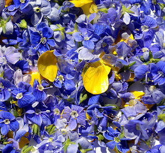 蓝色德国人速度井 也称为维罗妮卡查马德里斯或双型草本植物野花花园荒野季节背景植物群猫眼叶子紫色图片
