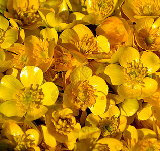 拉农库卢斯的皮囊 爬来爬去的黄油花图片