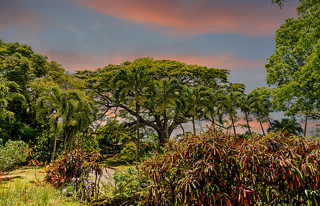 黄昏的丛林树图片
