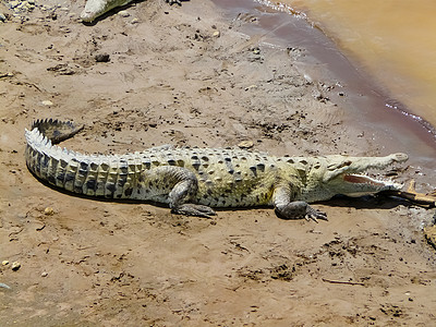 Alajuela 塔科尔斯河荒野吸引力皮肤捕食者牙齿旅游猎人焦油食肉淡水图片