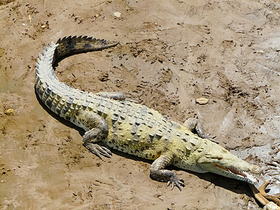 Alajuela 塔科尔斯河鳄鱼团体两栖荒野地标爬虫食肉皮肤旅游热带图片