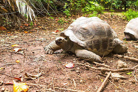 塞舌尔岛的巨龟乌龟动物园动物荒野土地异国野生动物情调旅行皮肤图片