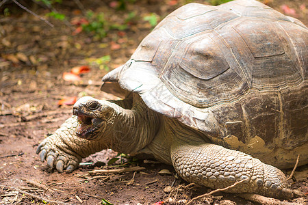 塞舌尔岛的巨龟异国爬虫情调野生动物动物乌龟好奇心热带荒野动物园图片