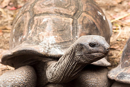 塞舌尔岛的巨龟异国爬虫皮肤热带情调野生动物动物荒野旅行动物园图片