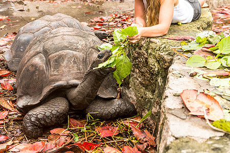 塞舌尔岛的巨龟爬虫土地异国热带乌龟野生动物动物园旅行食物荒野图片