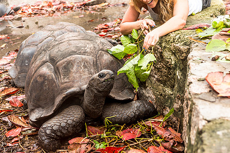 塞舌尔岛的巨龟异国植物皮肤土地野生动物动物乌龟爬虫荒野动物群图片