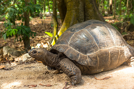 塞舌尔的巨龟 动物动物园旅行皮肤荒野爬虫土地乌龟好奇心动物群热带图片