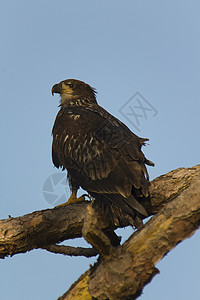 黑水少年树上的秃鹰背景