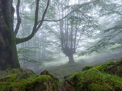 秋天的森林风貌与雾木头池塘反射爬坡季节魔法太阳旅行风景苔藓图片