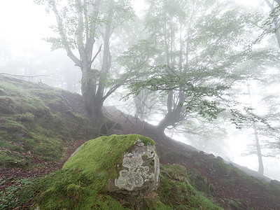 秋天的森林风貌与雾阳光叶子岩石树叶木头小路松树山脉旅行反射图片