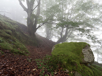 秋天的森林风貌与雾太阳魔法松树旅行树叶环境阳光树木风景公园图片