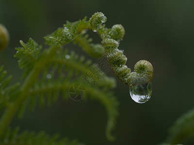 绿色蕨类植物与水 dro 的微距摄影木头环境森林宏观植物学树叶植物群叶子生长花园图片