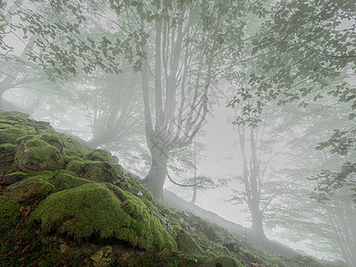 秋天的森林风貌与雾天气树叶风景爬坡魔法薄雾松树树木山脉木头图片