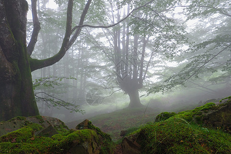 秋天的森林风貌与雾风景树叶季节薄雾阴影叶子太阳环境木头反射图片