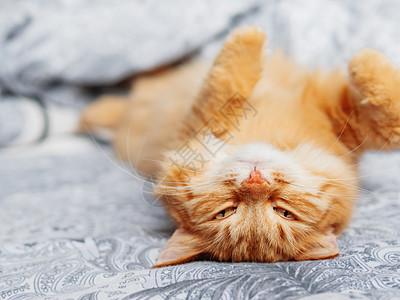 长毛宠物在床上睡午觉 Co肚皮休息乐趣就寝瞌睡小憩猫咪眼睛猫科亚麻图片