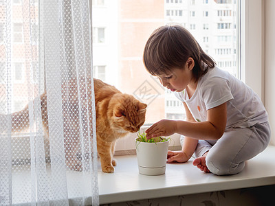 托德勒男孩坐在窗台上 用甜头喂可爱的姜小猫花盆儿童树叶幼苗猫草绿色窗户动物猫咪宠物图片