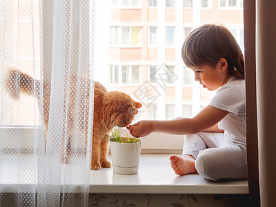 窗台植物托德勒男孩坐在窗台上 用甜头喂可爱的姜小猫动物生长猫草树叶植物儿童猫咪花盆宠物幼苗背景