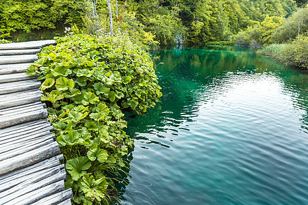 普利维茨湖 克罗地亚瀑布 神奇之地池塘游客生态旅游蓝色植物溪流森林风景美丽图片