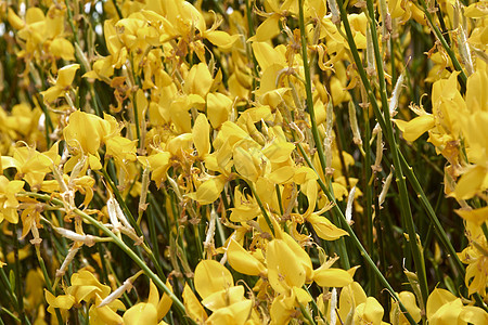 一套黄色花朵天空国家草地森林小样阳光昆虫农场土地花园图片