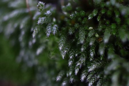 开花青苔纹理背景 微距特写宏观环境叶子地衣植物植被白色植物群绿色岩石图片