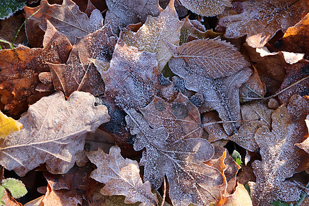 森林橡树叶上的霜冻冰 露光的霜霜叶表面植物群水晶宏观季节场地天气磨砂叶子阳光冻结图片