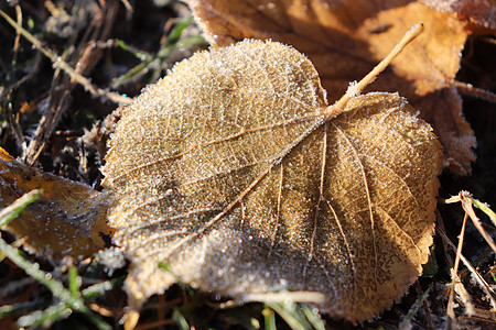 霜冻叶片表面纹理 森林之晨霜冰图片