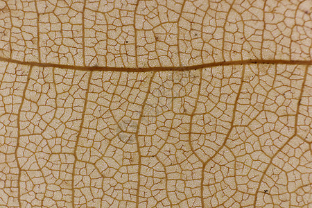 干叶纹理 宏特写 天然有机背景  Tr叶柄棕色静脉叶子植物学图案利润植物群自然黄色图片