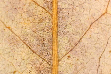 干叶纹理 宏特写 天然有机背景  Tr图案黄色叶子利润植物群植物学宏观静脉叶柄植物图片