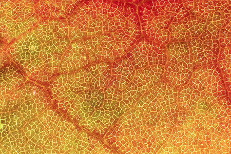 干叶纹理 宏特写 天然有机背景  Tr叶柄植物自然叶片植物学黄色利润静脉植物群图案图片