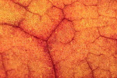 干叶纹理 宏特写 天然有机背景  Tr图案利润叶柄植物静脉宏观植物群植物学叶片黄色图片