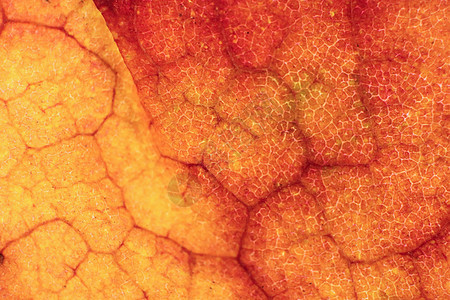 干叶纹理 宏特写 天然有机背景  Tr自然利润叶片叶子宏观植物学植物叶柄棕色植物群图片