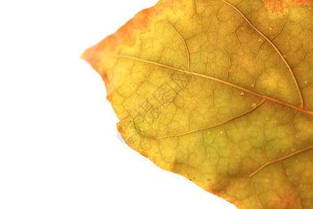 孤立的干叶纹理 文本的地方 天然有机花利润植物学黄色棕色自然植物群静脉叶柄叶子背景图片