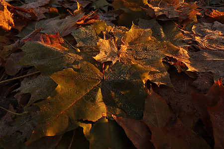 秋红树林离开低沉的地面表面背景质地森林冻结水晶叶子树叶天气背景图片