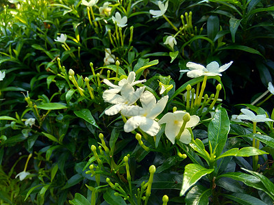 特写具有自然背景的绿色栀子花 栀子花 茉莉花 茉莉花 danh danh 茉莉花 这种植物在传统中药中被用来排火茉莉黑纱公园栀子图片